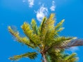 Top of a palm tree against bright blue sky Royalty Free Stock Photo