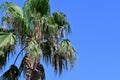 The top of a palm tree against a cloudless blue sky Royalty Free Stock Photo