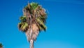 The top of a palm tree against the sky. Copy space Royalty Free Stock Photo