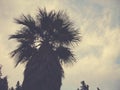 Top of a palm tree at dusk, low angle perspective; faded, retro style