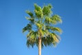 The top of a palm tree with foliage against a clear, blue sky on a bright sunny day Royalty Free Stock Photo