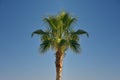 The top of a palm tree with foliage against a clear, blue sky on a bright sunny day Royalty Free Stock Photo