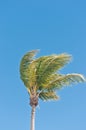 top of a palm tree with proms moving, by winds Royalty Free Stock Photo