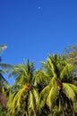Palm Trees with Blue Sky and Moon Royalty Free Stock Photo