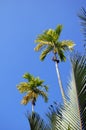 Top of palm trees at sunny day in Daklak, Vietnam