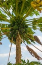 Exotic Papaya tree with Papaya fruits in Kenya Royalty Free Stock Photo