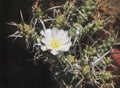 Paper Spine Tephrocactus Articulatus Cactus with One White Flower