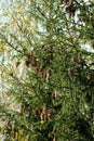 Top of forest fir tree with many brown cones on the branches Royalty Free Stock Photo