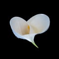Top part of an isolated white green calla blossom with rain drops,black background
