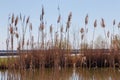 Top part of reeds with seed heads against the sky Royalty Free Stock Photo