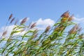 Top part of reeds with seed heads against the sky Royalty Free Stock Photo