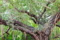 Top part of very big Banyan tree in Auroville, South India Royalty Free Stock Photo