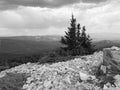 Top of Peak in Medicine National Forest Near Saratoga Wyoming at War With Trees and Rocky Mountain Grayscale