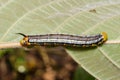 Top of Pellucid Hawk Moth (Cephonodes hylas Linnaeus) caterpillar