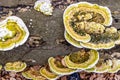 Top perspective of Bracket fungus or Polypore fungus on fallen old tree trunk on ground Royalty Free Stock Photo