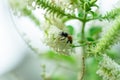 Top photo of a tree with white flowers and a small bee Royalty Free Stock Photo