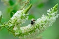 Top photo of a tree with white flowers and a small bee Royalty Free Stock Photo