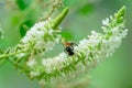 Top photo of a tree with white flowers and a small bee Royalty Free Stock Photo