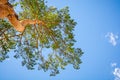 Top of a pine tree against a blue sky. Royalty Free Stock Photo