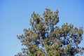 TOP OF PINE TREE AGAINST BLUE SKY Royalty Free Stock Photo