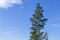 The top of a pine tree against a blue sky with white clouds on a sunny day. Royalty Free Stock Photo