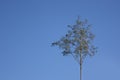 The top of a pine tree against a clear blue sky. A lonely tree Royalty Free Stock Photo