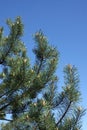 Top of pine tree branches with young green sprouts against cloudless blue sky Royalty Free Stock Photo