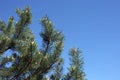 Top of pine tree branches with young green sprouts against cloudless blue sky Royalty Free Stock Photo