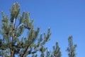 Top of pine tree branches with young green sprouts and old cones against cloudless blue sky Royalty Free Stock Photo