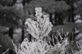 Top of a pine tree, covered in rime ice, in William OBrien State Park Minnesota