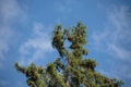 Top of a Pine tree Royalty Free Stock Photo