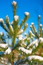 Top of pine tree with snow