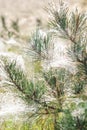 Top of a pine tree which has spiderweb between the needles Royalty Free Stock Photo