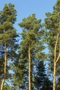 top pine trees