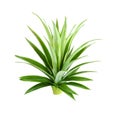 Top pineapple leaf crown