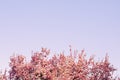Top Pink Flowers Tree Branches Blue Violet Sky