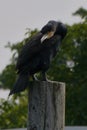 Cormorant 1 Royalty Free Stock Photo