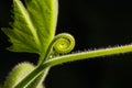 The top of pumpkin leaf.A plant climbing along the ground, stem and leaves hair, moustache for adhesion