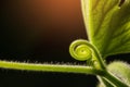 The top of pumpkin leaf.A plant climbing along the ground, stem and leaves hair, moustache for adhesion