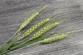 Top quality green wheat spike pictures for sample work and project designs