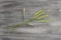 Top quality green wheat spike pictures for sample work and project designs