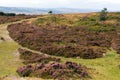 Top of Quantock Hills Somerset England Royalty Free Stock Photo