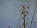 Top tips of reeds near water