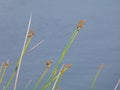 Top tips of reeds near water