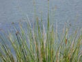 Top tips of reeds near water
