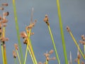 Top tips of reeds near water