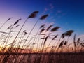 The top of the reeds against the backdrop of sunrise Royalty Free Stock Photo