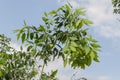 Top Of Rose Apple Tree Royalty Free Stock Photo