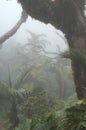 Top of Saba