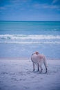 Top sail island beach in north carolina dog Royalty Free Stock Photo